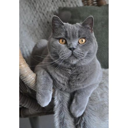 Peinture diamant 5D chat mosaïque broderie diamant 40X50CM