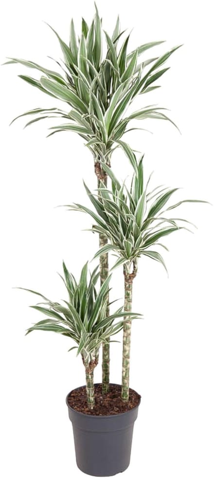 Dracaena White Stripe - 150 cm - ø24