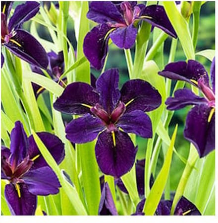Moerings Iris Black Gamecock | Zwarte lis | In 18CM Mand Kant en Klaar