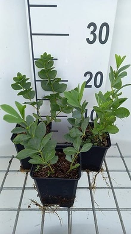 6x Valse Indigo - Baptisia australis | 9x9 cm pot
