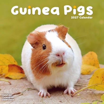 Cavia Kalender 2027