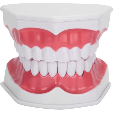 Tanden Onderwijs Model 2X Vergroot Tanden Model Tandarts Onderwijs Trainingstool white