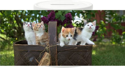 Spaarpot - Mand met Kittens