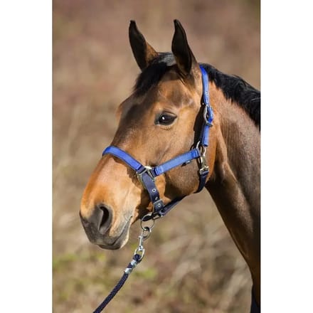 Paarden halster HFI