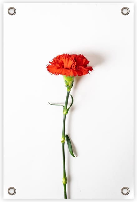 Tuinposter “Anjer” - “60x90cm” - poster tuin