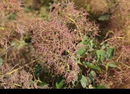 2 x Cotinus cogg. 'Young Lady'® - Pruikenboom 50- 60 cm in pot