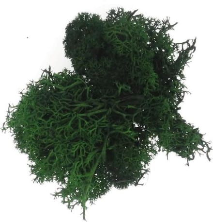 4955-01197 Ijslandmoss donkergroen 50gram