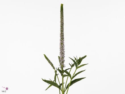 25x Veron.clea roswitha 60cm