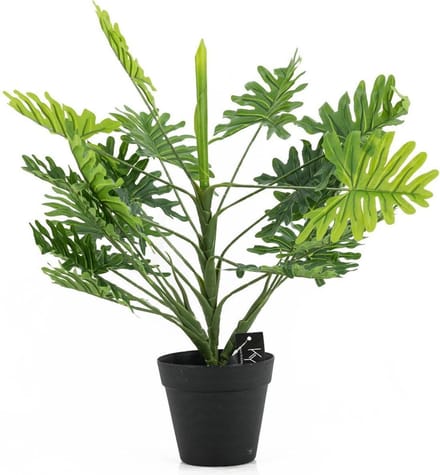 Philodendron in pot