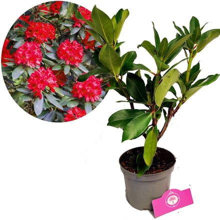 Rhododendron 'Red Jack', Rode bloemen, Hoogte 30-40cm, 1.5 liter pot
