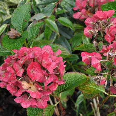 Boerenhortensia - Hydrangea macrophylla 'Alpengluehen' 25-30 cm