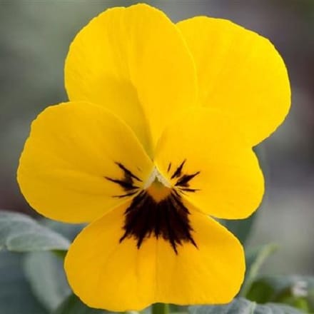 Violen Twix Power Yellow with Blotch F1