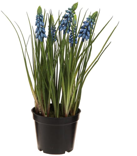 Kunsthyacinten in een blauwe pot 24cm