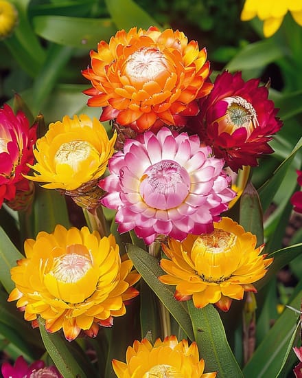 2 sets - Hoge Strobloem Zaden Monstrosum Helichrysum Bracteatum Eenjarig