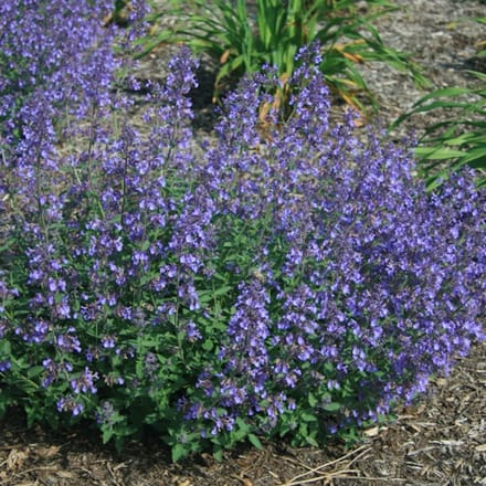 6x Nepeta faassenii 'Junior Walker'® Pot 9x9cm - Compacte en sierlijke planten