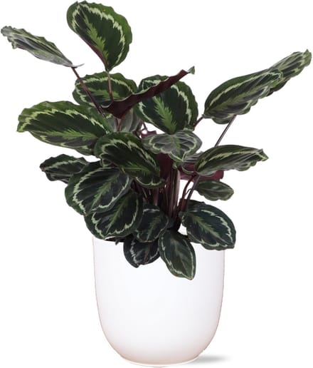 Calathea Medaillon Ø21cm - 70cm in Boule WIT pot
