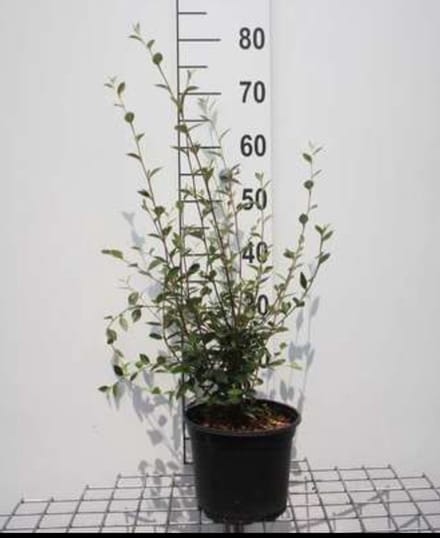 2 x Cotoneaster franchetii - Dwergmispel 60- 80 cm in pot