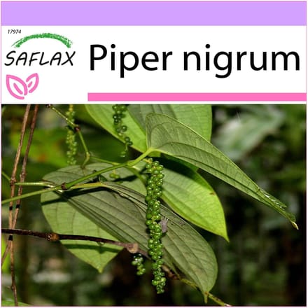 SAFLAX - Poivrier - 20 graines - Piper nigrum
