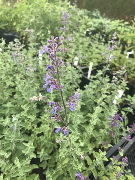 6 x Nepeta 'Dropmore' - Kattekruid - P9 Pot (9 x 9cm) - Dima Vaste Planten