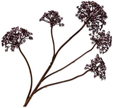 Silk-ka Kunstbloem-Zijden Bloemen Dille Tak Bordeaux 78cm