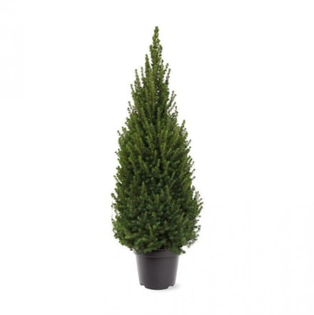 Arbustes de haie - Un ensemble 1 - Picea glauca Perfecta - (3L) 50-60 cm