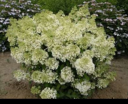Hydrangea pan. 'Bobo'® - Pluimhortensia 60- 80 cm in pot