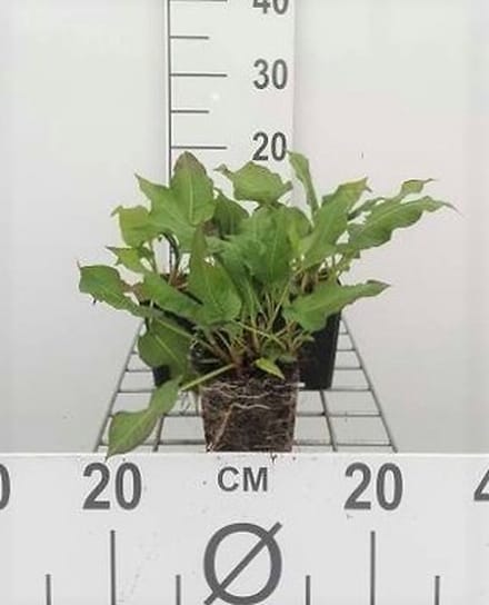 6x Duizenknoop - Persicaria ampl. 'Rosea' | 9x9 cm pot