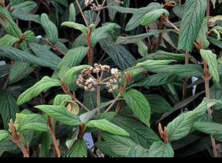 Viburnum rhytidophyllum - Sneeuwbal 30- 50 cm in pot