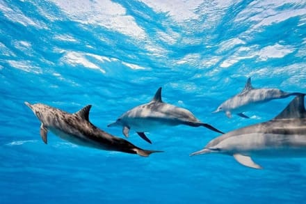 Fotobehang - Dolphins 375x250cm - Vliesbehang