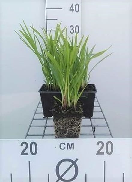 6x Lampepoetser - Liatris spic. 'Kobold' | 9x9 cm pot