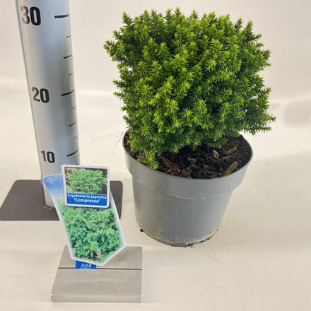 Cryptomeria j. ‘Compressa’ - Japanse ceder | 20-25 cm pot