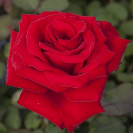 Rosa 'Graaf Lennart'® - Prachtige rozen voor in de tuin