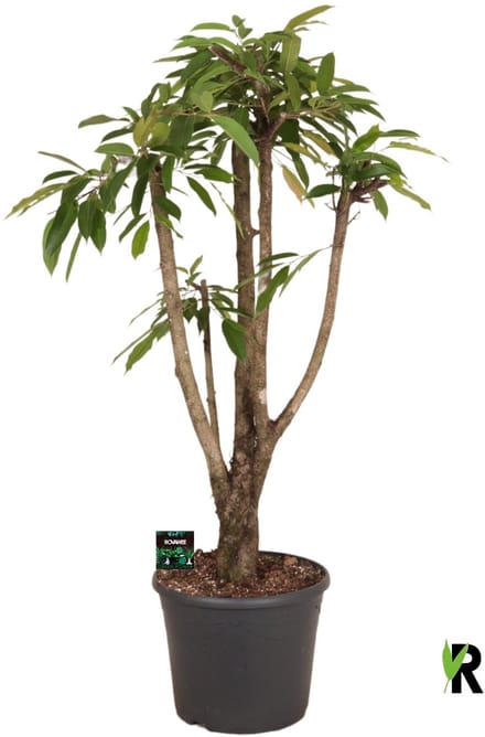 Ficus binnendijkii Amstel King vertakt 150 cm - Kamerplant - Potmaat Ø35 cm