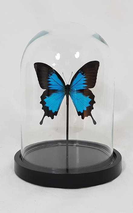 1 opgezette papilio ulysses ulysses in glazen stolp.