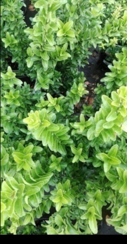 Euonymus jap. 'Microphyllus' - Japanse Kardinaalshoed, Kardinaalsmuts , 30- 40 cm in pot