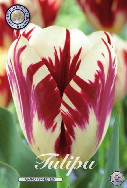 Grand Perfection Triumph Tulpenbollen Bolmaat 12+ 10 Bloembollen