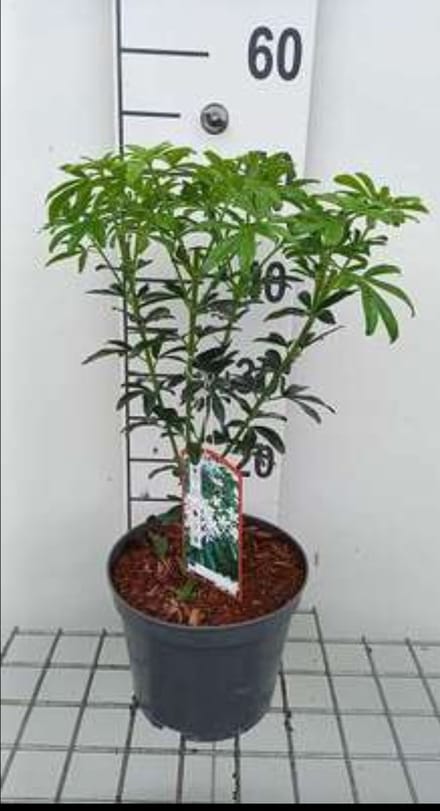 Choisya tern. 'Greenfingers'® - Mexicaanse Oranjebloesem 25- 30 cm in pot
