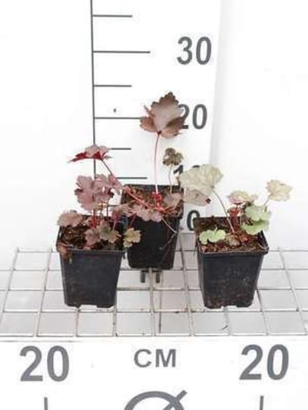 6x Damastbloem - Heuchera hybr. 'Black Beauty' | 9x9 cm pot