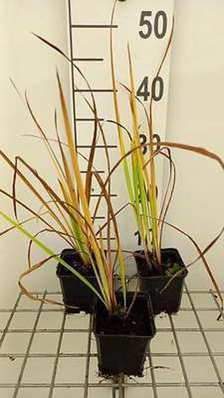 6x Baardloze iris - Iris sib. 'Sparkling Rose' | 9x9 cm pot