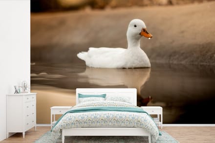 Behang - Fotobehang Eend - Vogel - Water - Wit - Breedte 390 cm x hoogte 260 cm