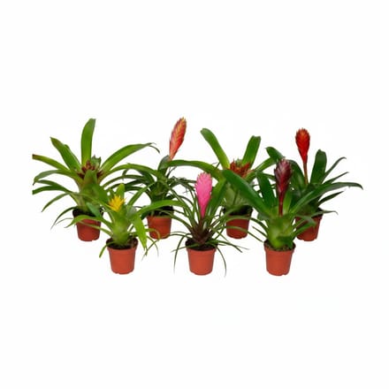 Aquaflora Tillandsia mix set van 5 | in 5 cm pot