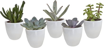 Vetplanten mix 5.5 cm in witte pot | 5 stuks