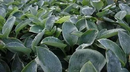 6x Hartlelie - Hosta hybr. 'Blue Mammoth' | 9x9 cm pot
