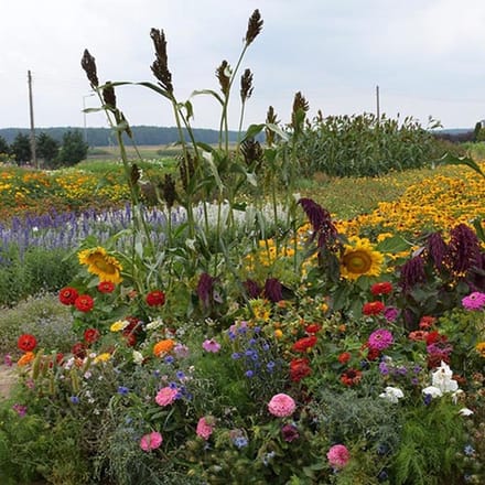 Bloemen mix zaden - Zangvogel mix