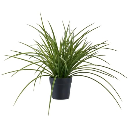 Kamerplant House Nordic Grass (x12)