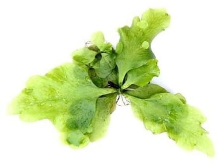 Aquaflora Ceratopteris Pteridoides | Drijfplant Waterplant