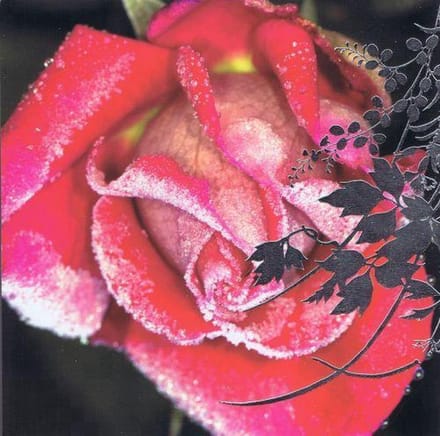 Dubbele Kerstkaarten met Kerstbloemen (10 stuks)
