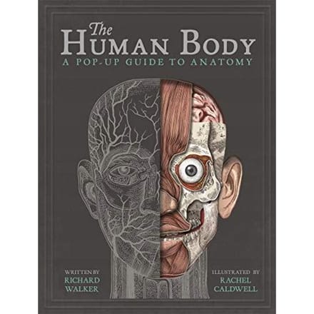 Het menselijk lichaam: een pop-up gids voor anatomy walker