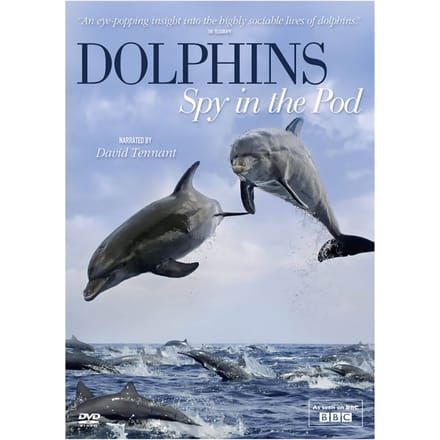 Dolphins Spy in Pod