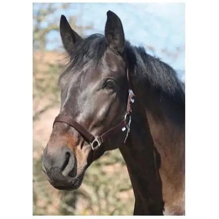 Nylon paardenhalster HorseGuard